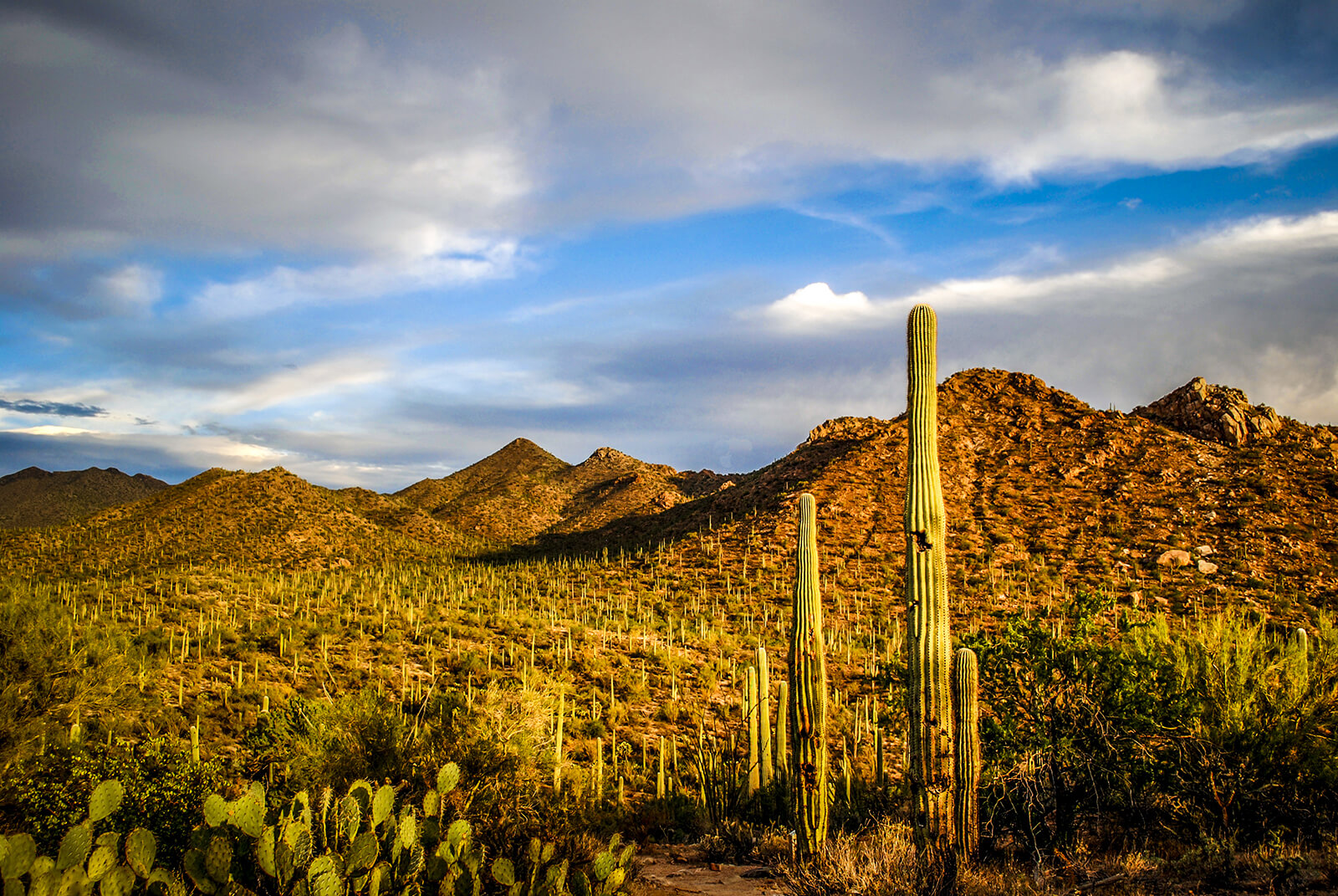 The Arizona Victory - Your Cart Your Choice